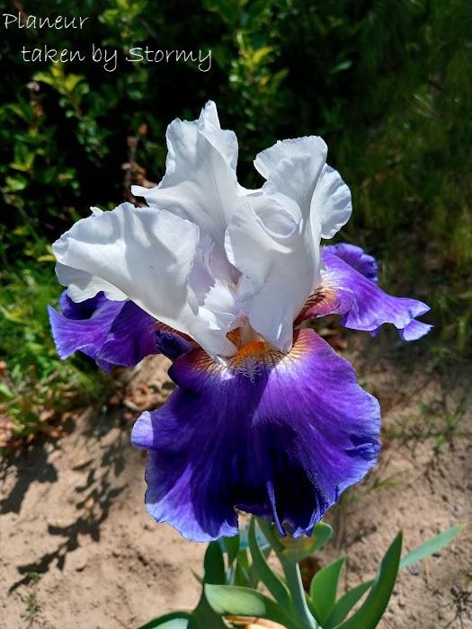 Photo of Tall Bearded Iris (Iris 'Planeur') uploaded by scary1785