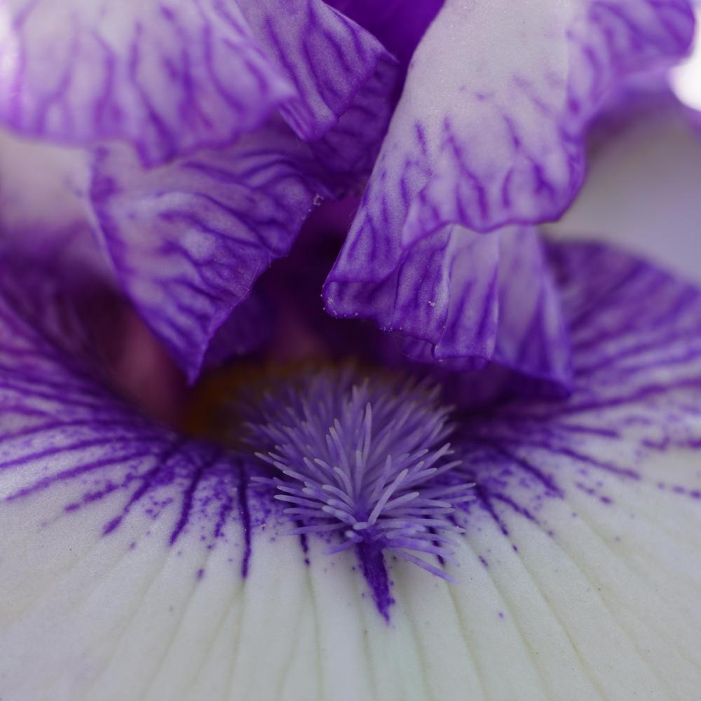 Photo of Border Bearded Iris (Iris 'Orinoco Flow') uploaded by D3LL