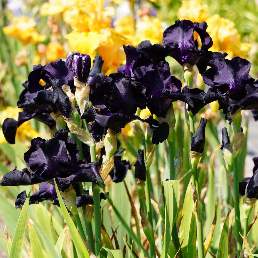 Photo of Tall Bearded Iris (Iris 'Black Suited') uploaded by D3LL