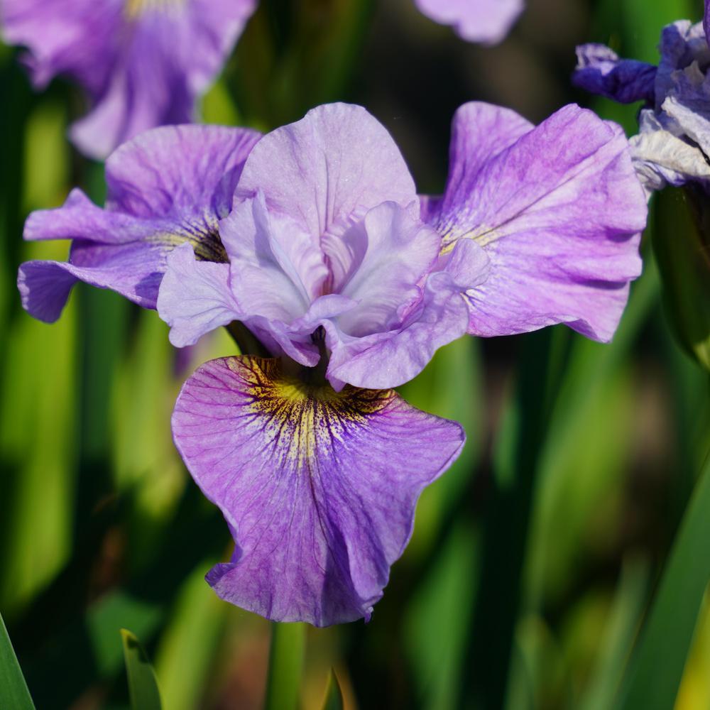 Photo of Siberian Iris (Iris 'Careless Sally') uploaded by D3LL