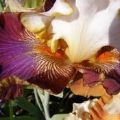 lucious iris