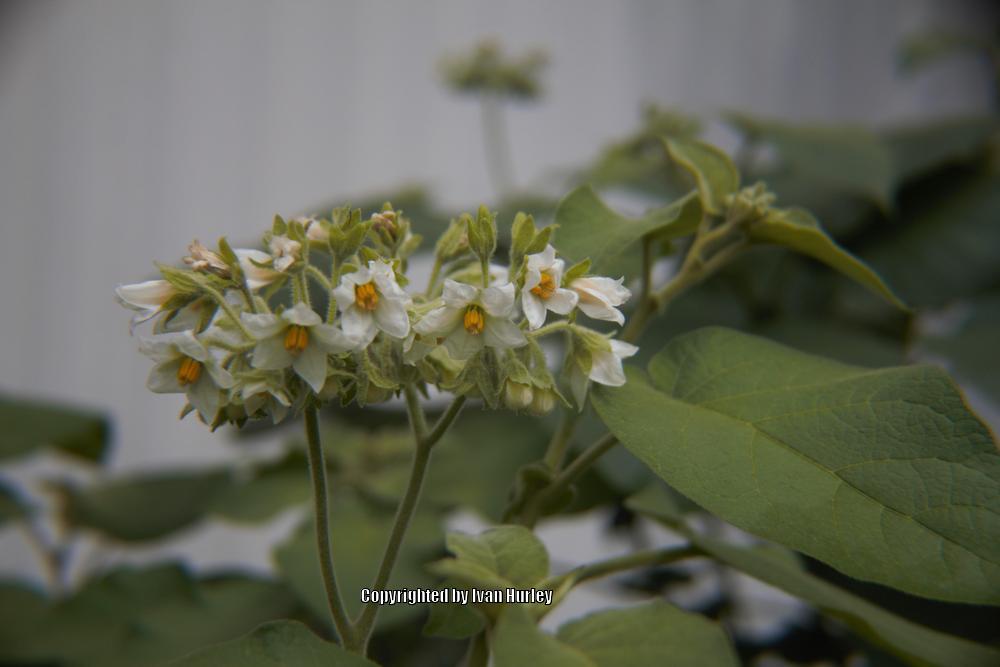 Photo of Dwarf Tamarillo (Solanum abutiloides) uploaded by Ivan_N_Tx