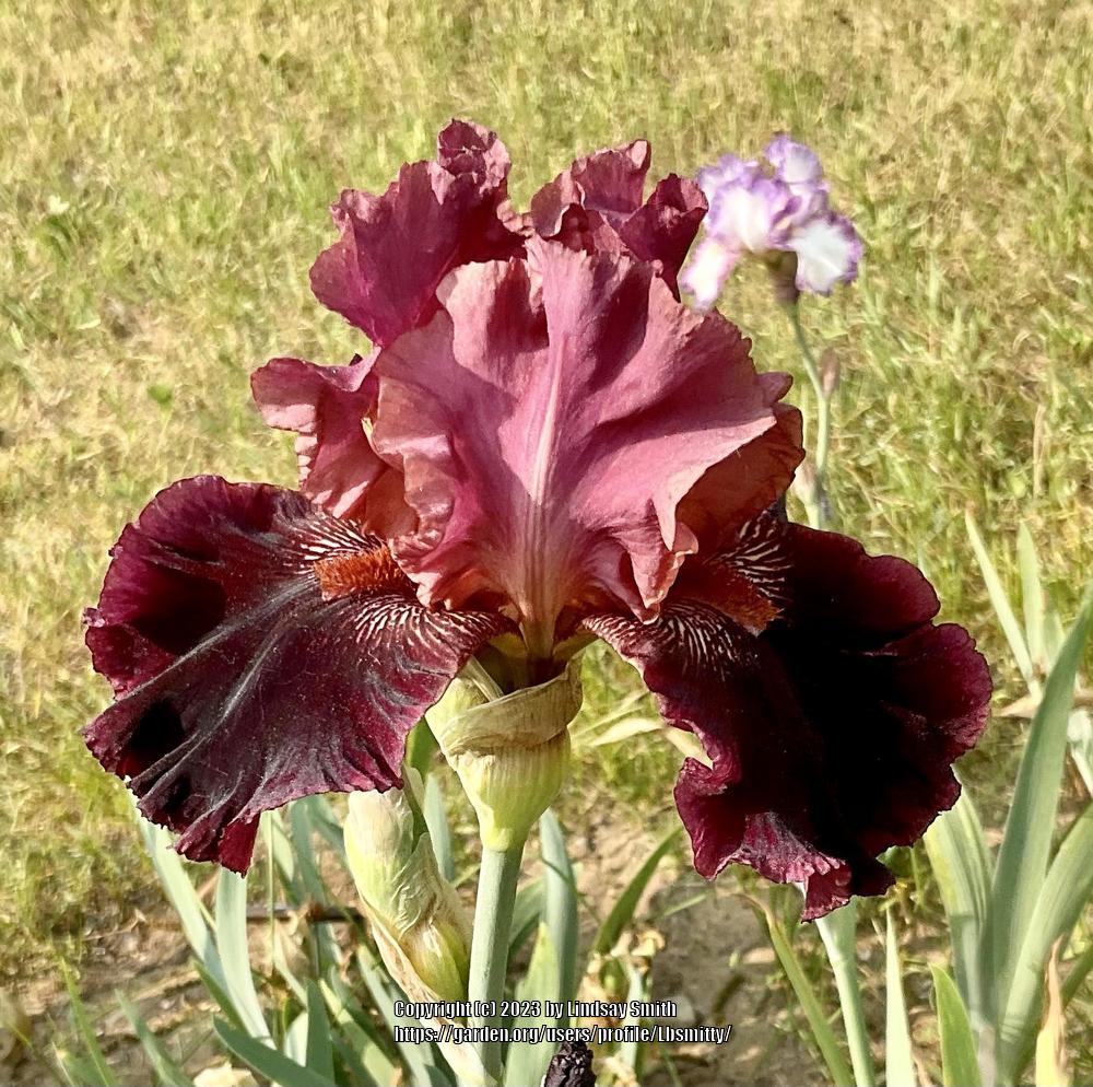 Photo of Tall Bearded Iris (Iris 'Wearing Rubies') uploaded by Lbsmitty
