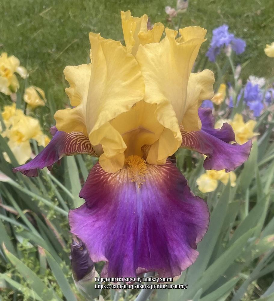 Photo of Tall Bearded Iris (Iris 'Flying Carpet') uploaded by Lbsmitty