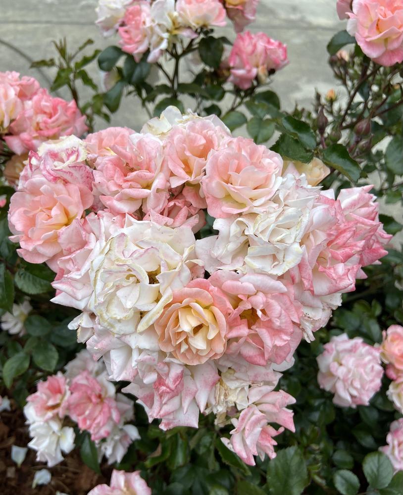 Photo of Rose (Rosa 'Peach Drift') uploaded by Calif_Sue