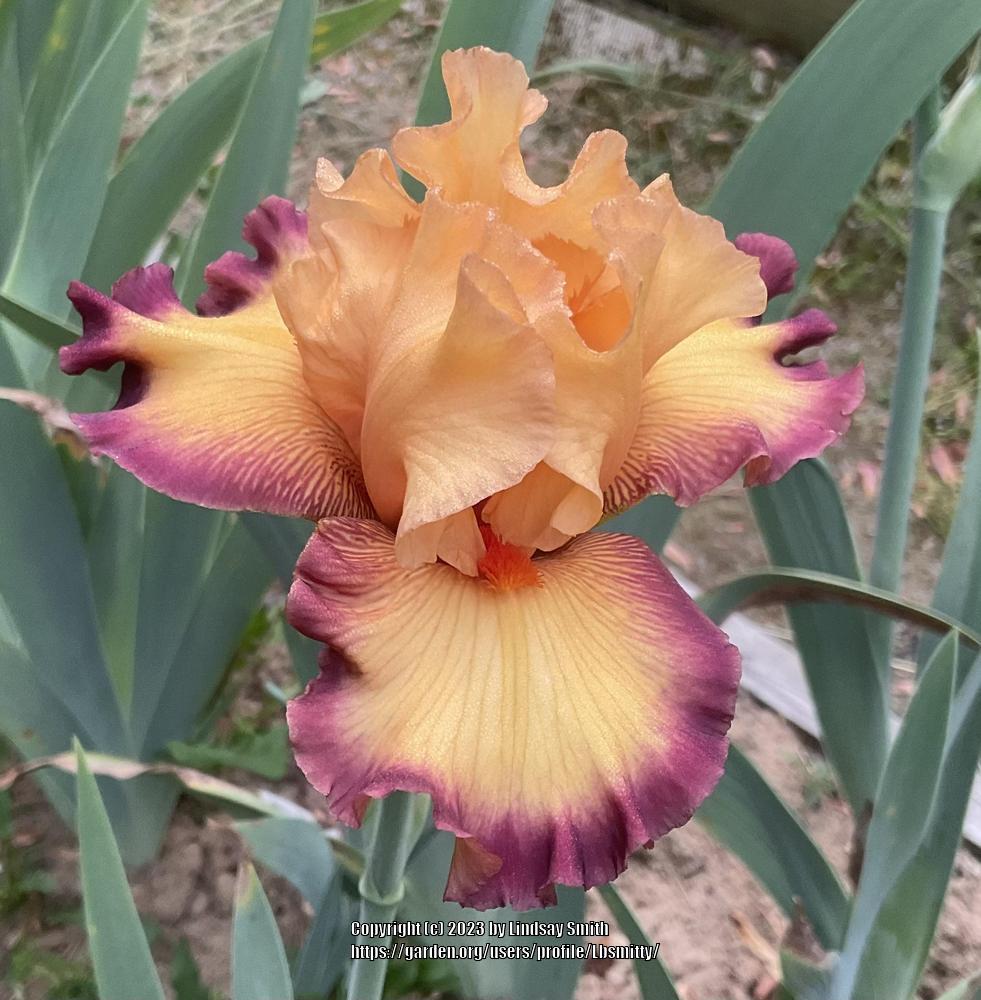 Photo of Tall Bearded Iris (Iris 'Ringtone') uploaded by Lbsmitty