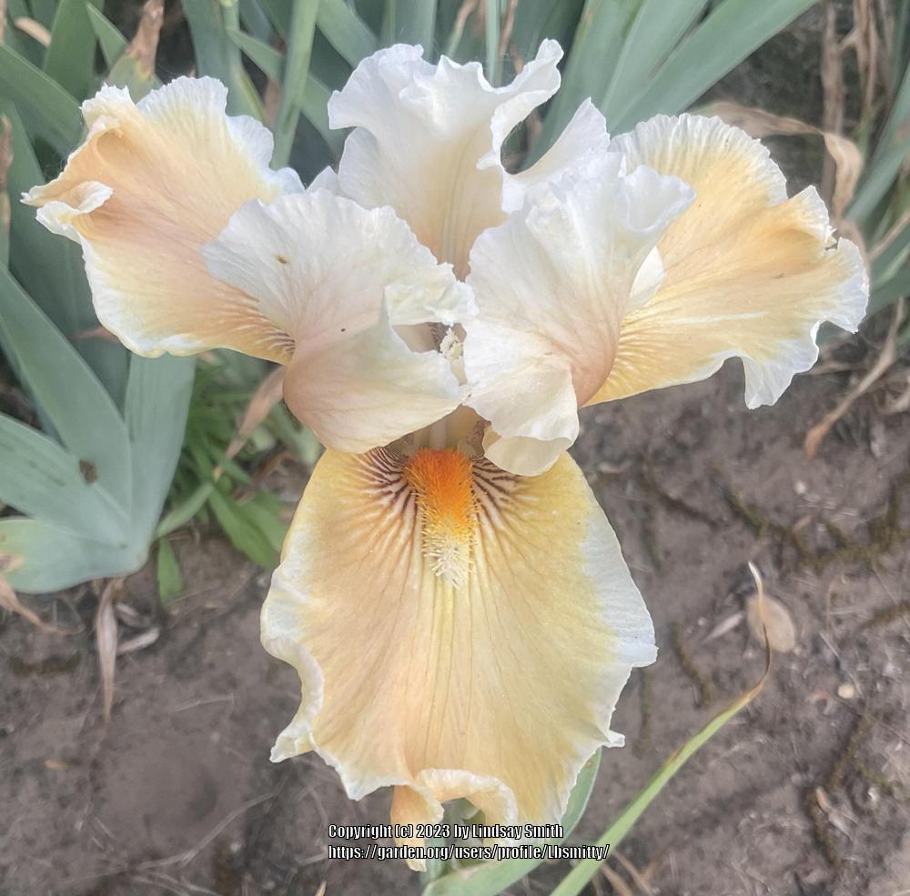 Photo of Tall Bearded Iris (Iris 'Fondation Van Gogh') uploaded by Lbsmitty