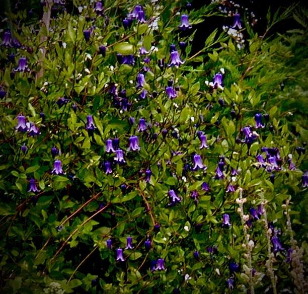 Photo of Clematis 'Roguchi' uploaded by bumplbea