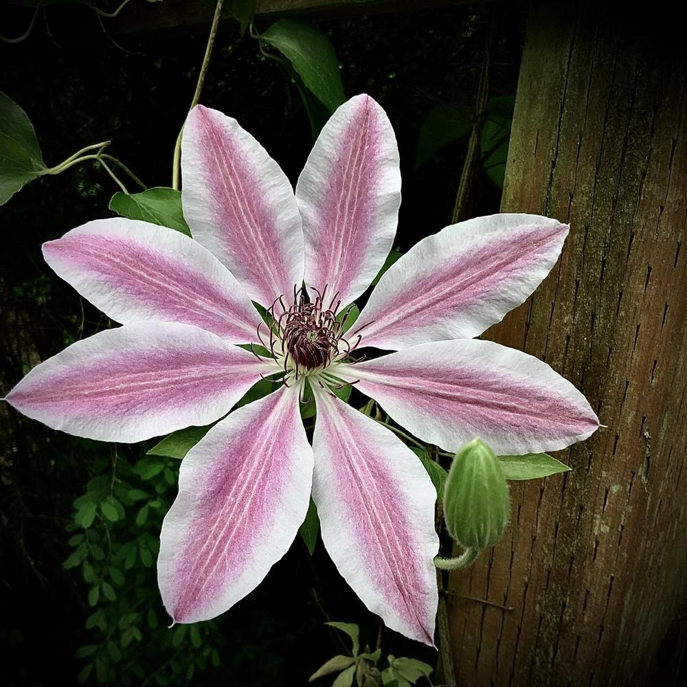 Photo of Clematis 'Nelly Moser' uploaded by bumplbea