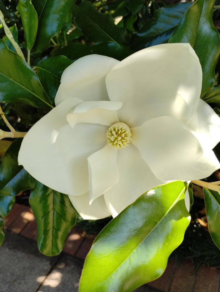 Photo of Southern Magnolia (Magnolia grandiflora) uploaded by christinereid54