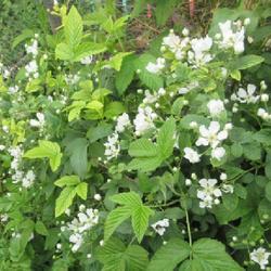 Location: Toronto, Ontario
Date: 2023-06-06
Blackberry (Rubus 'Polar Berry') is flowering.