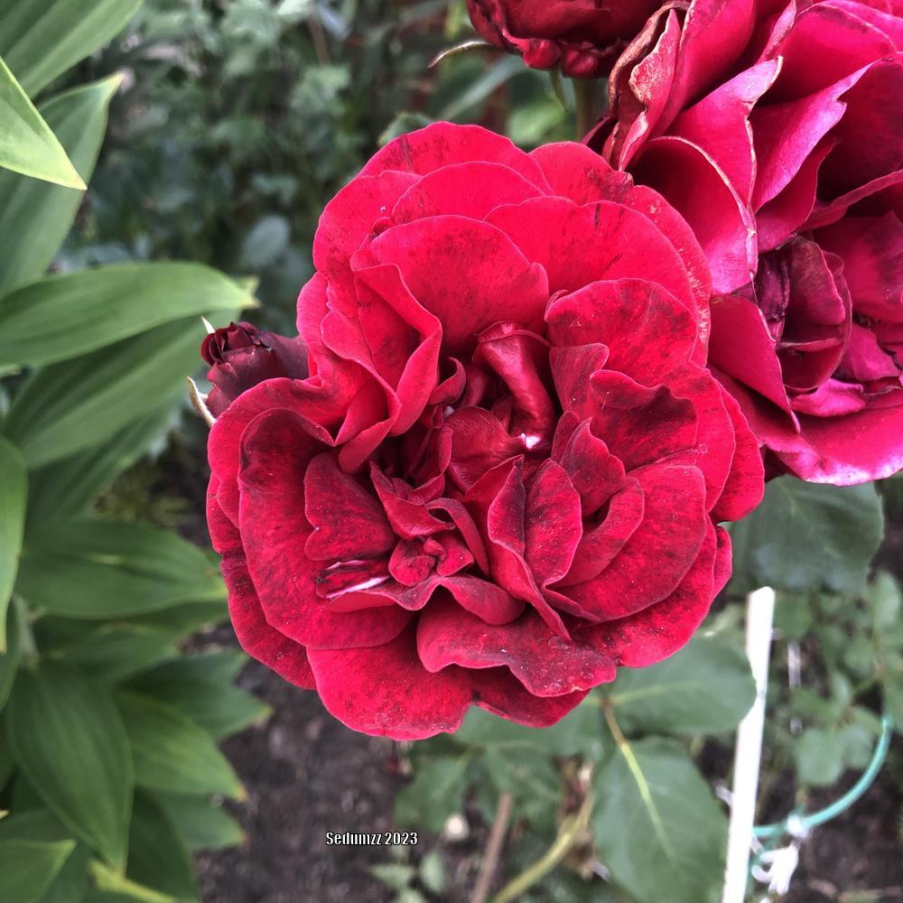 Photo of Hybrid Tea Rose (Rosa 'Mister Lincoln') uploaded by sedumzz