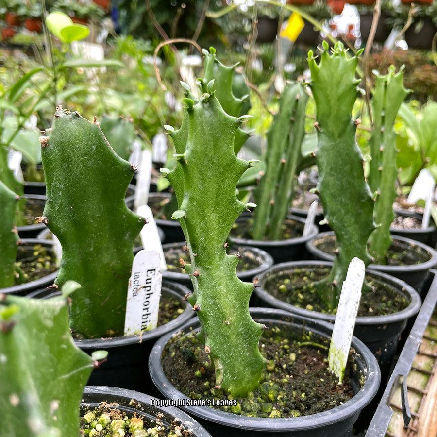 Photo of Candelabra Plant (Euphorbia lactea) uploaded by Calif_Sue