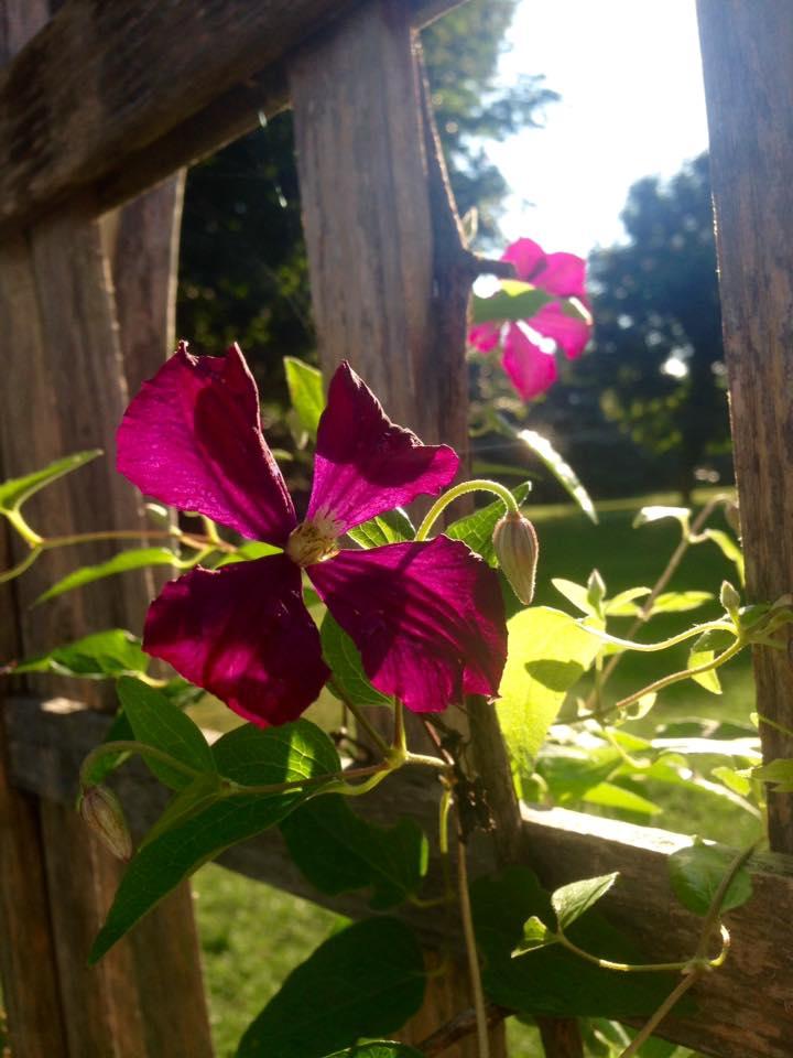 Photo of Clematis (Clematis viticella 'Polish Spirit') uploaded by FlowersbyNicoleVT