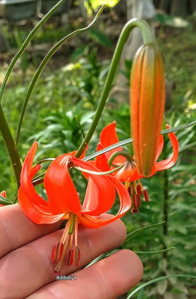 Photo of Coral Lily (Lilium pumilum) uploaded by HoodLily