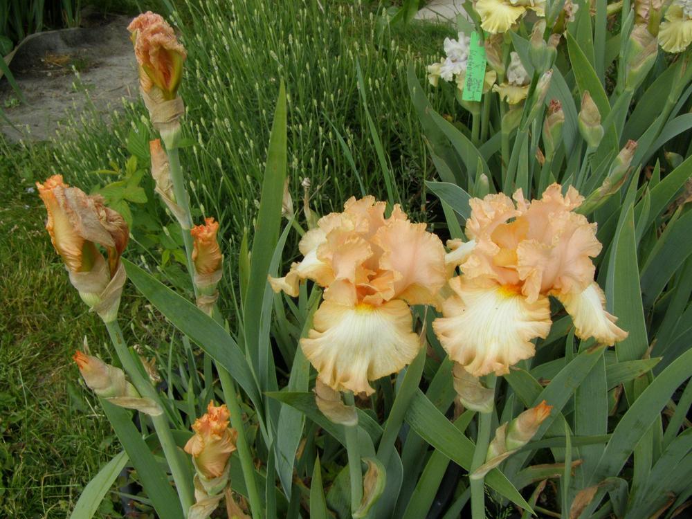 Photo of Tall Bearded Iris (Iris 'Barbara My Love') uploaded by Irisfisher