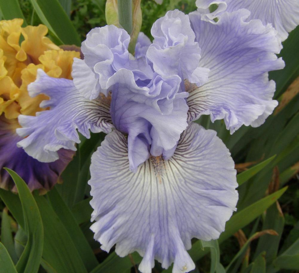 Photo of Tall Bearded Iris (Iris 'Ocean Liner') uploaded by Irisfisher