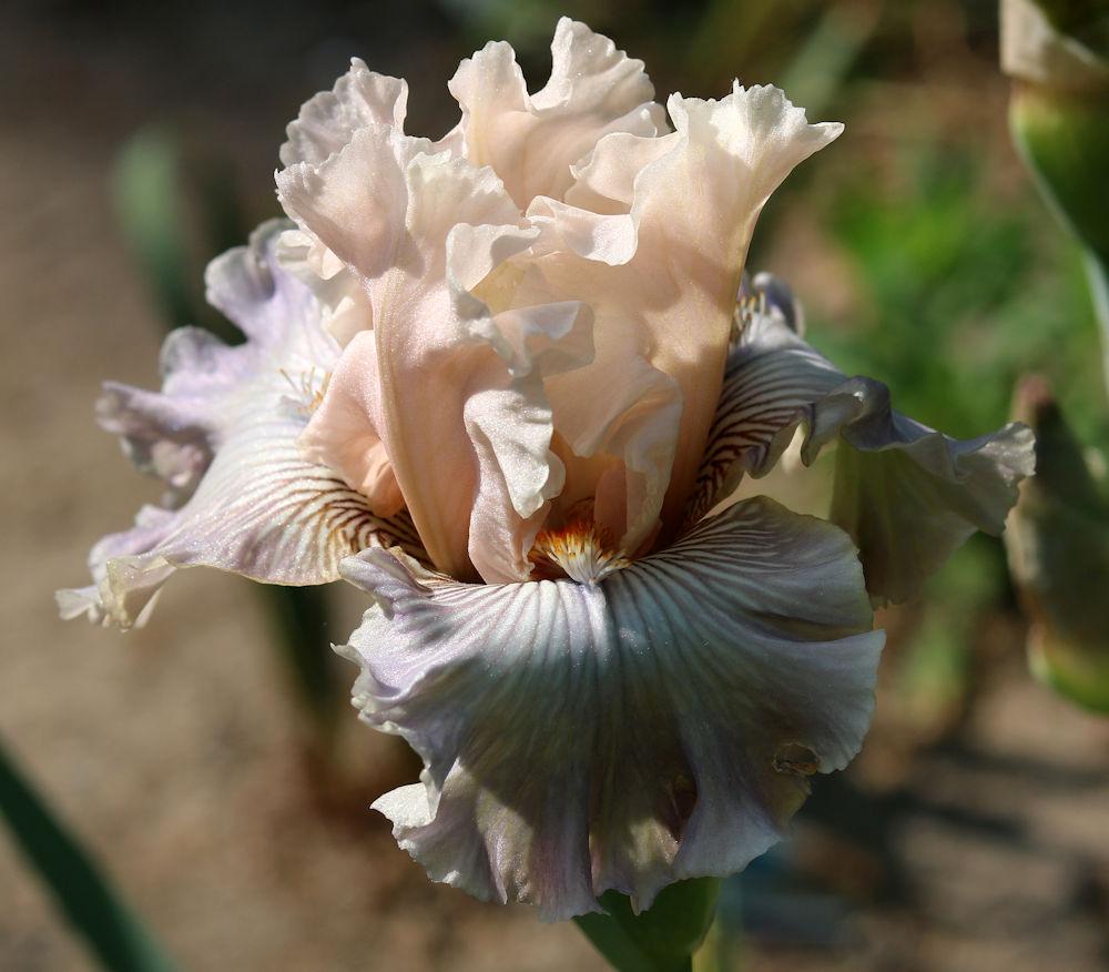 Photo of Border Bearded Iris (Iris 'Calming Effect') uploaded by MShadow