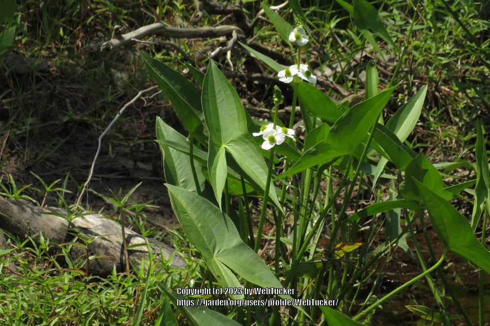 Photo of Broad Leaf Arrowhead (Sagittaria latifolia) uploaded by WebTucker