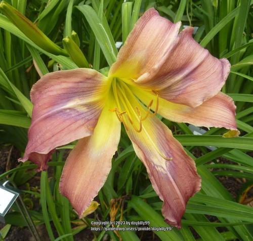 Thumb of 2023-06-08/daylilly99/025116