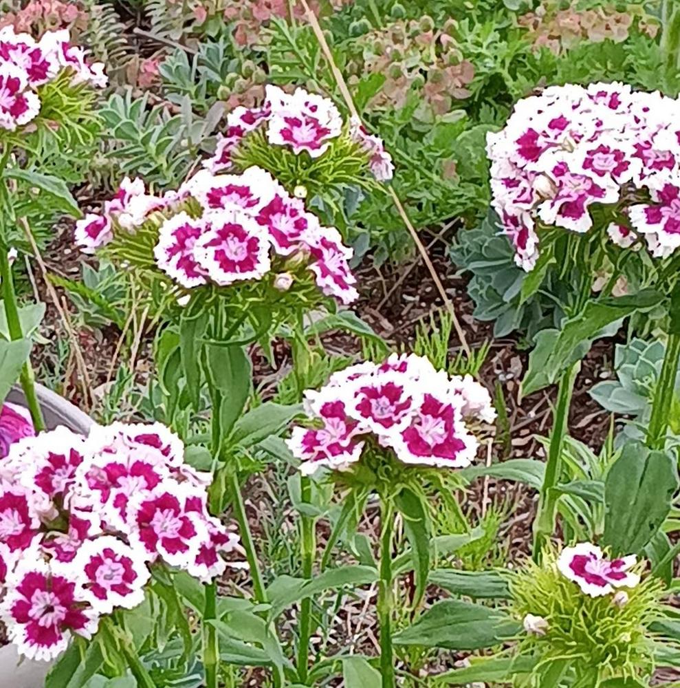 Photo of Dianthus uploaded by Agoo