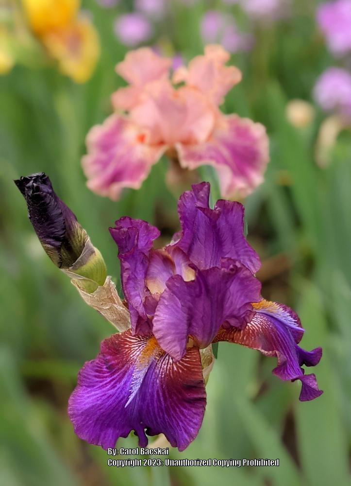Photo of Tall Bearded Iris (Iris 'Mescalero Chief') uploaded by Artsee1