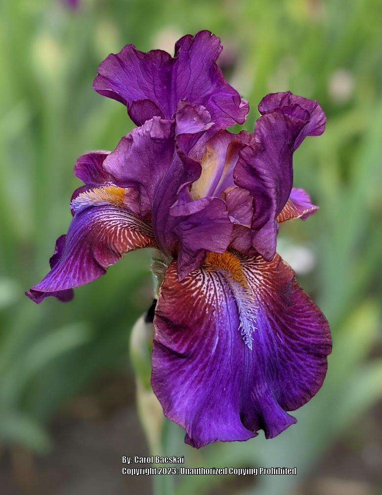Photo of Tall Bearded Iris (Iris 'Mescalero Chief') uploaded by Artsee1