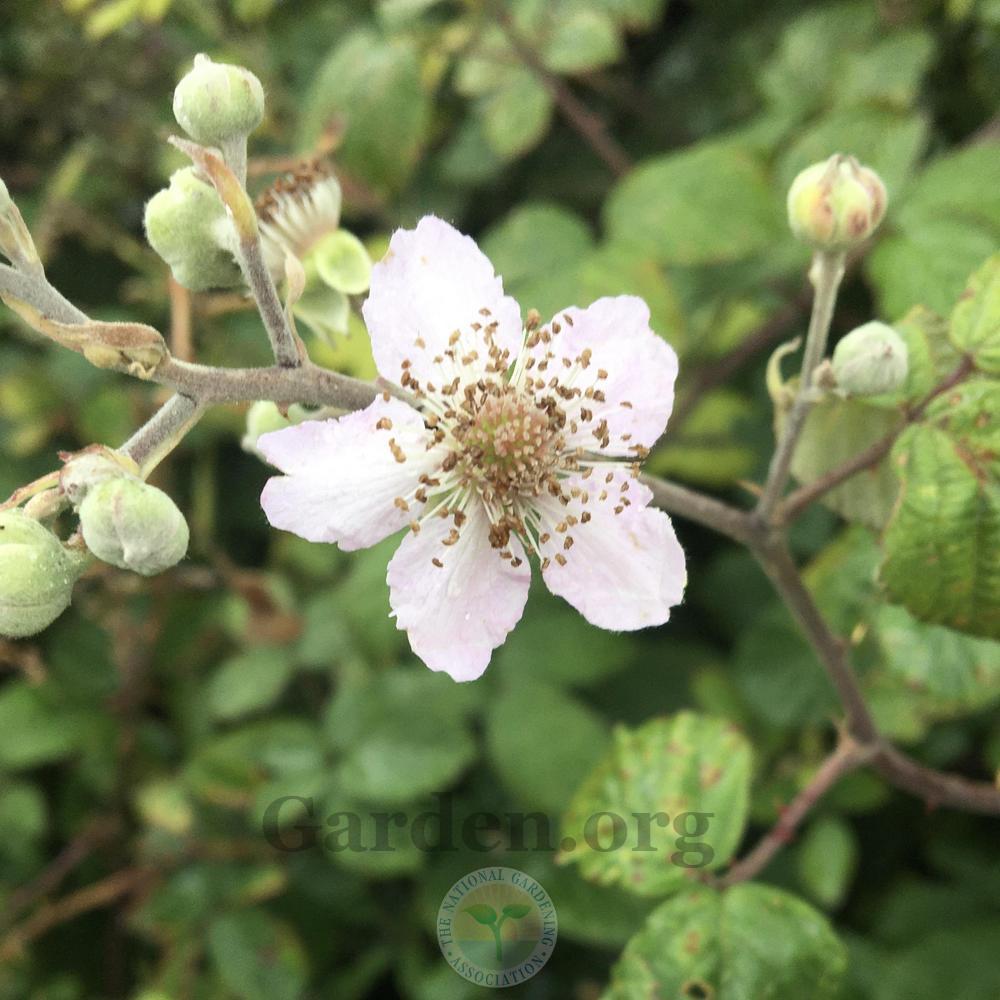 Photo of Rubus ulmifolius uploaded by BlueOddish