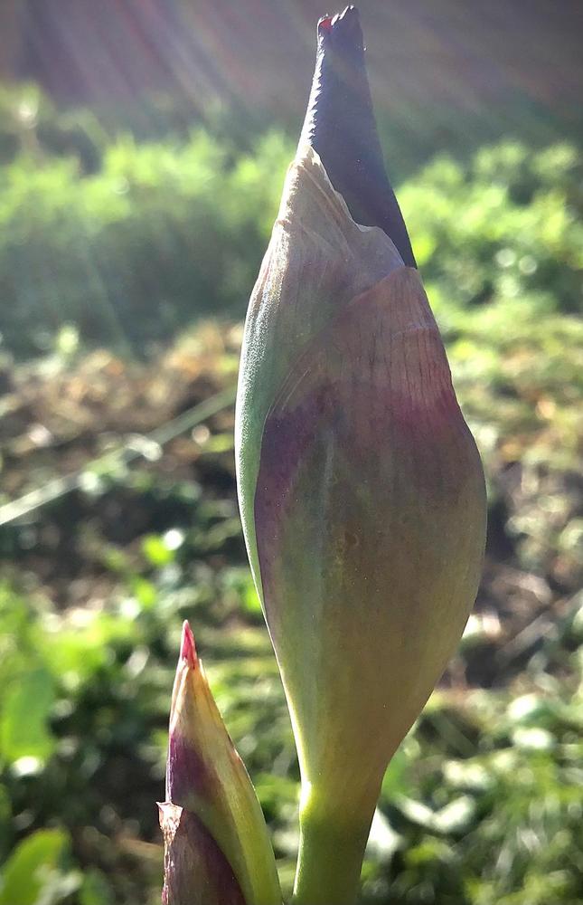 Photo of Tall Bearded Iris (Iris 'Raptor Red') uploaded by Johannian