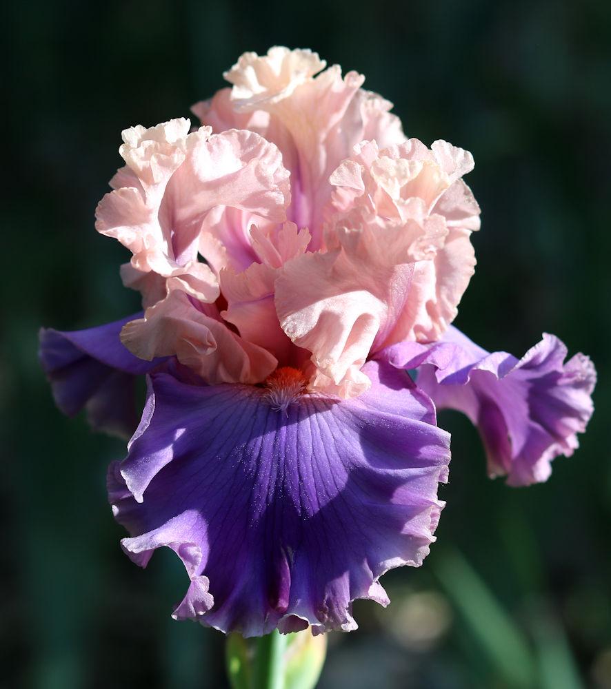Photo of Tall Bearded Iris (Iris 'Dawn's Silence') uploaded by MShadow