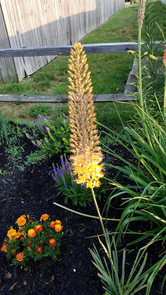 Photo of Foxtail Lily (Eremurus x isabellinus 'Cleopatra') uploaded by RootedInDirt