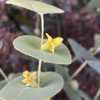 Curious perfoliate blooms of this unusual baptisia