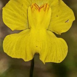 Location: Aberdeen, NC Pages Lake park (NW bog area)
Date: June 9, 2023
Bladderwort #  476; RAB p. 969, 170-2-7; AG p. 395, 77-1-5, "From
