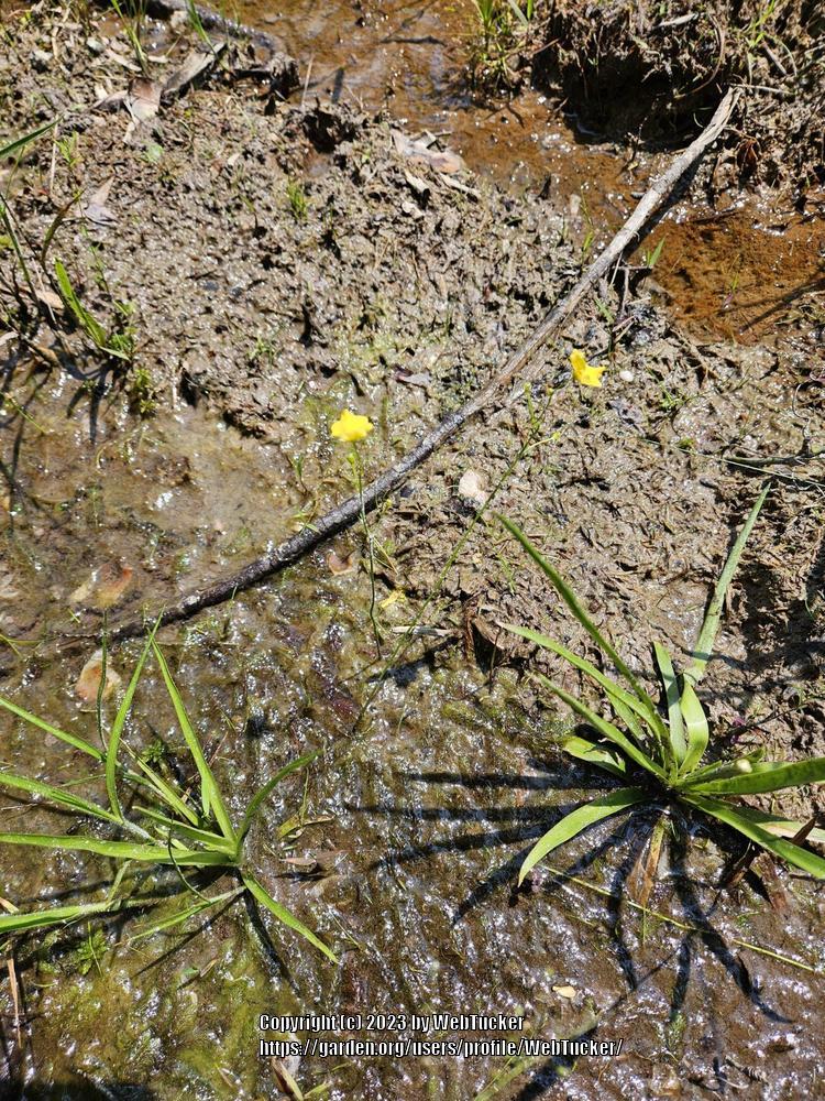 Photo of Bladderwort (Utricularia gibba) uploaded by WebTucker