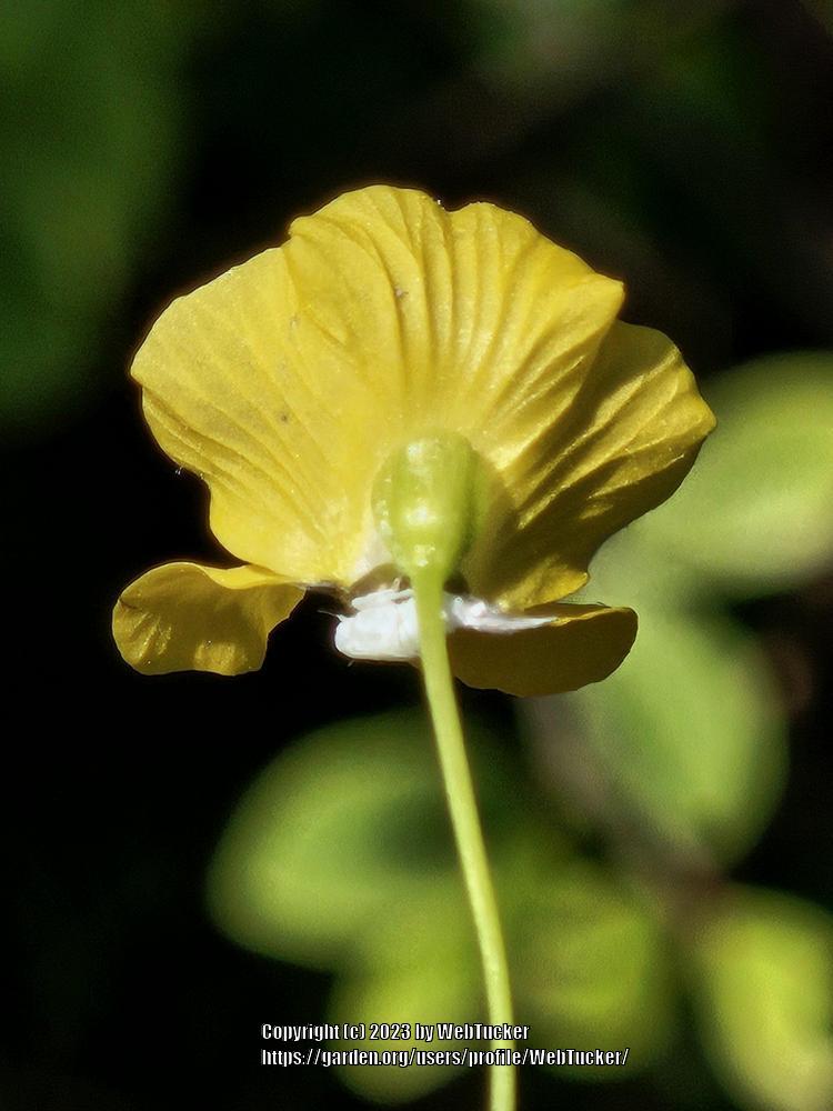 Photo of Bladderwort (Utricularia gibba) uploaded by WebTucker