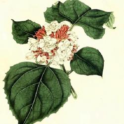 
Date: c. 1816
illustration [as C. fragrans] from 'Curtis's Botanical Magazine'.