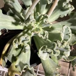Location: My garden in Tampa, Florida
Date: 2023-06-09
This Echeveria has interesting looking leaves.