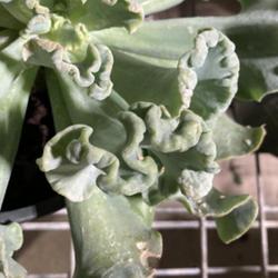 Location: My garden in Tampa, Florida
Date: 2023-06-09
This echeveria has interesting leaves.