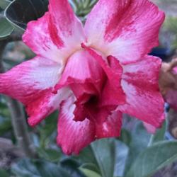 Location: My garden in Tampa, Florida
Date: 2023-06-09
My seedgrown adenium, 'Princessa' bloom!