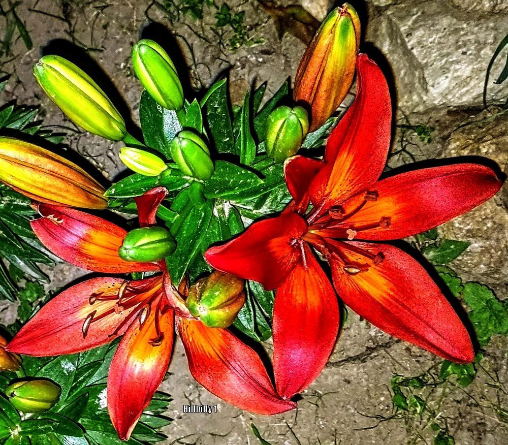 Photo of Lily (Lilium 'Matrix') uploaded by HoodLily