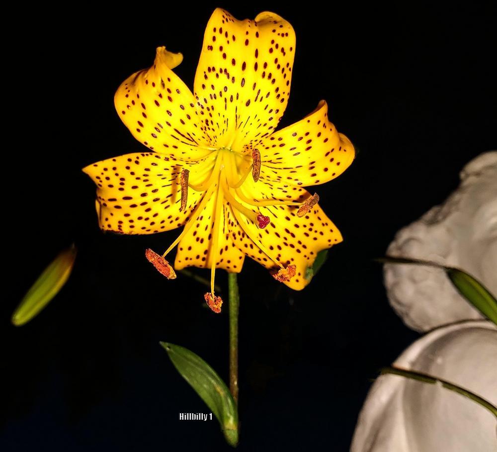 Photo of Lily (Lilium Citronella) uploaded by HoodLily