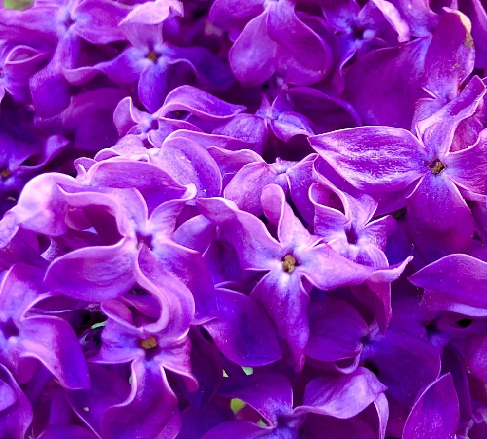 Photo of Common Lilac (Syringa vulgaris) uploaded by PoppyLady420