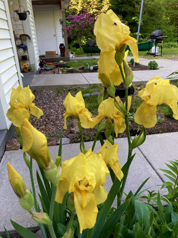 Photo of Tall Bearded Iris (Iris 'Harvest of Memories') uploaded by PoppyLady420
