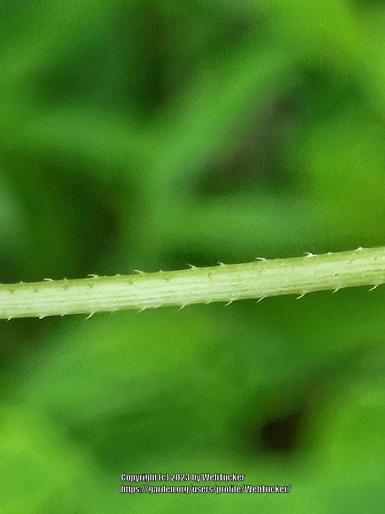 Photo of Arrowleaf Tearthumb (Polygonum sagittatum) uploaded by WebTucker