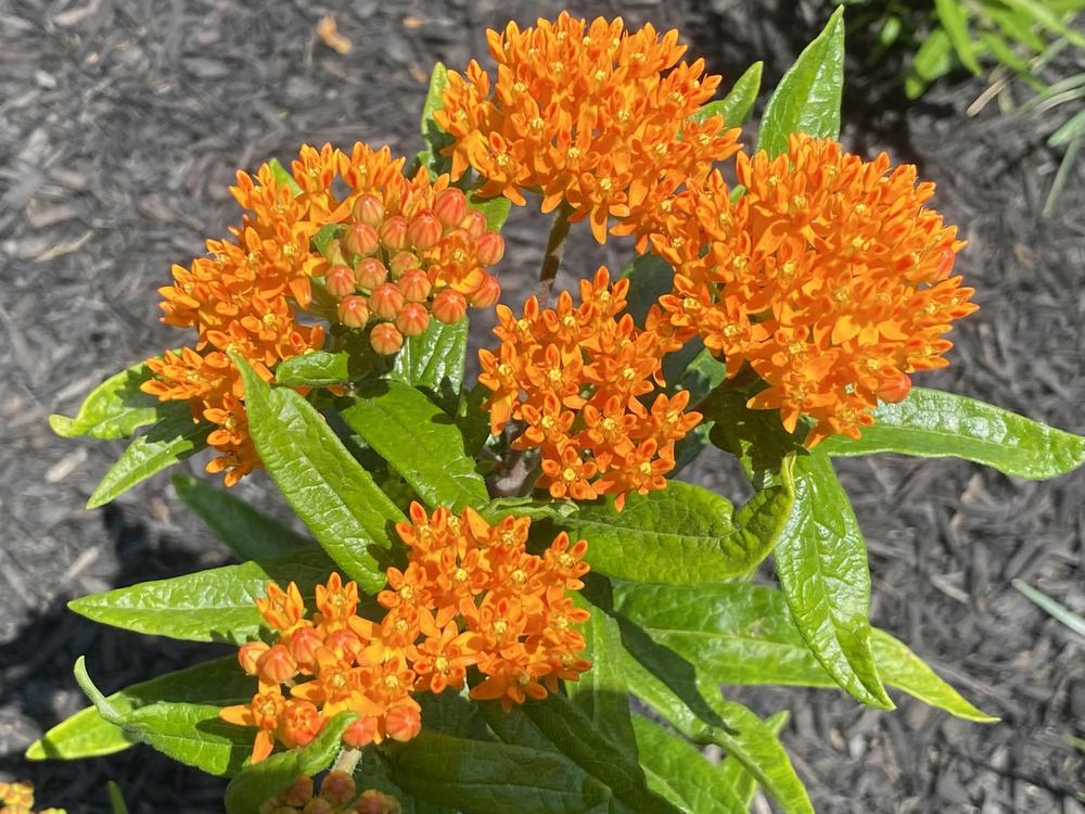 Photo of Butterfly Milkweed (Asclepias tuberosa) uploaded by csandt