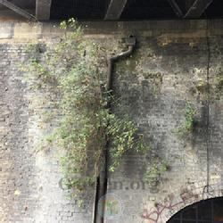 Location: Southwark, London, England, United Kingdom
Date: 2023-06-11
Plants growing in cracks in the wall.