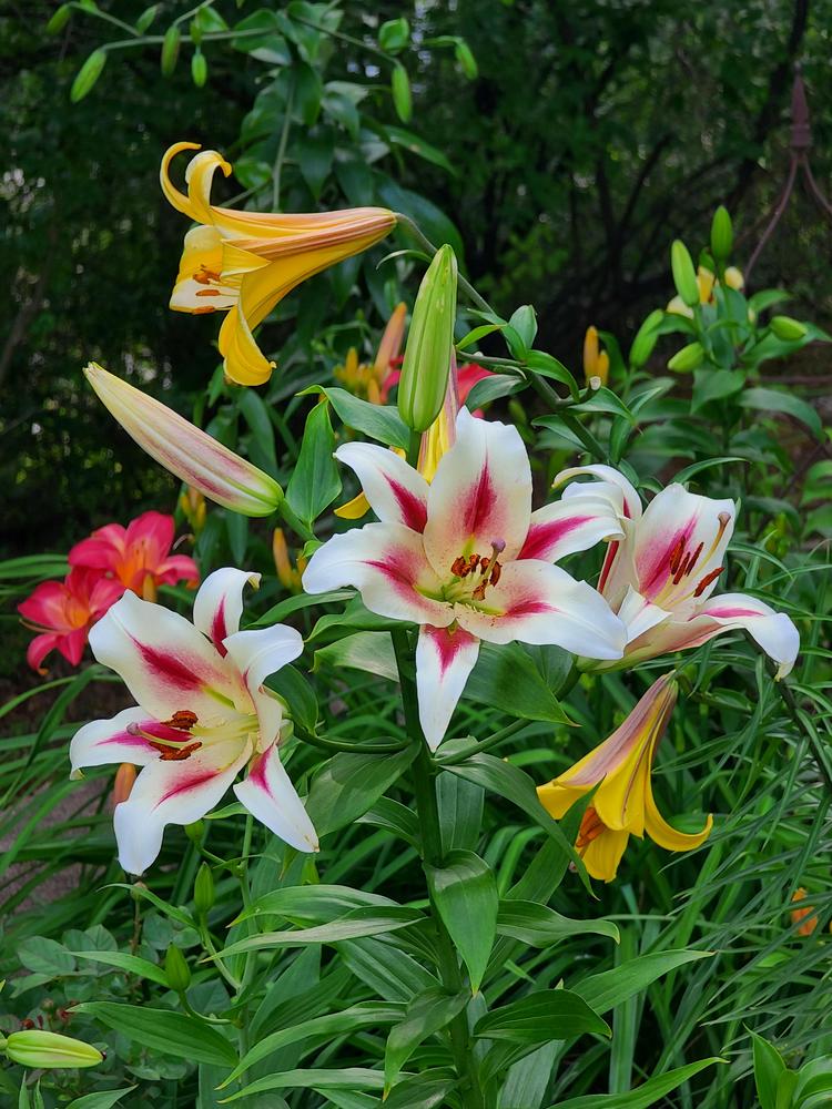 Photo of Lily (Lilium 'Nymph') uploaded by BrookeCarrollGant