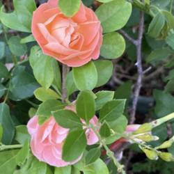 Location: My garden in Tampa, Florida
Date: 2023-06-09
My Rosa ‘Flower Carpet Amber’ is coming back.