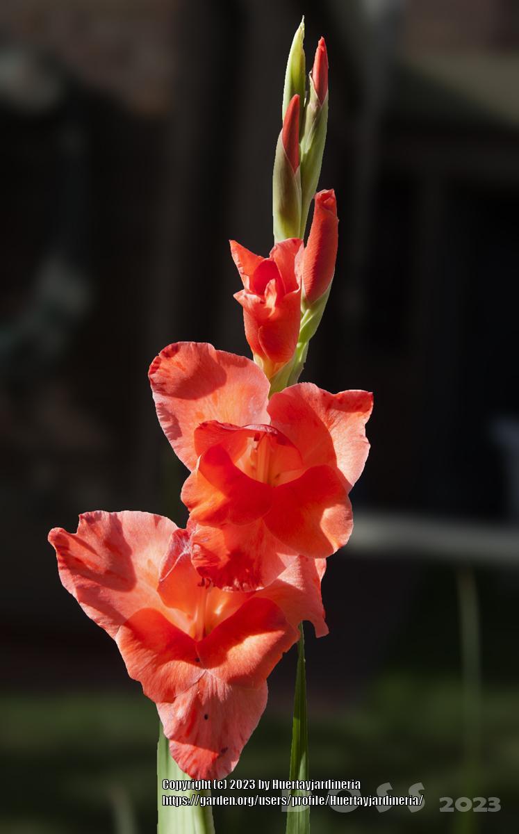 Photo of Gladiola (Gladiolus) uploaded by Huertayjardineria
