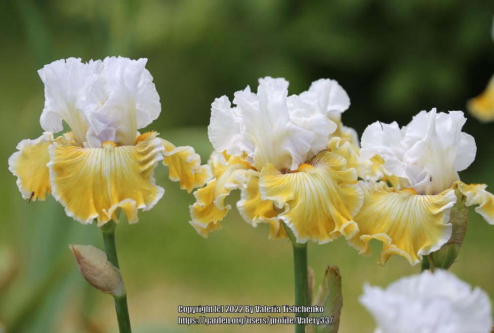 Photo of Tall Bearded Iris (Iris 'Baby I Love You') uploaded by Valery33